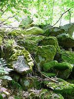  (C) 2008 by G. Doczkal, 
Felsen, 
Latschig bei Gausbach, Baden-Württemberg, Germany