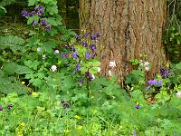  (C) 2008 by G. Doczkal, 
Blüten am Wegrand, 
Latschig bei Gausbach, Baden-Württemberg, Germany