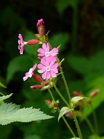 (C) 2008 by G. Doczkal, 
Blüten am Wegrand, 
Latschig bei Gausbach, Baden-Württemberg, Germany
