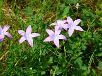 (C) 2008 by G. Doczkal, 
Blüten am Wegrand, 
Tennetberg bei Langenbrand, Baden-Württemberg, Germany