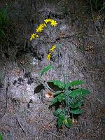  (C) 2008 by G. Doczkal, 
Blüten am Wegrand, 
Mönchskopf bei Michelbach, Baden-Württemberg, Germany