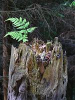  (C) 2008 by G. Doczkal, 
Alter Baumstumpf, 
Tannschachberg bei Bernbach, Baden-Württemberg, Germany