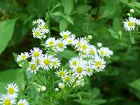  (C) 2008 by G. Doczkal, 
Blüten am Wegrand, 
Mahlberg bei Michelbach, Baden-Württemberg, Germany
