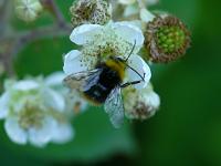  (C) 2008 by G. Doczkal, 
Brombeerblüten mit Hummel, 
Mönchskopf bei Michelbach, Baden-Württemberg, Germany