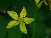  (C) 2008 by G. Doczkal, 
Blüten am Wegrand, 
Mönchskopf bei Michelbach, Baden-Württemberg, Germany