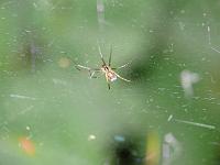 (C) 2008 by G. Doczkal, 
Spinne im Netz, 
Mönchskopf bei Michelbach, Baden-Württemberg, Germany
