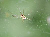  (C) 2008 by G. Doczkal, 
Spinne im Netz, 
Mönchskopf bei Blüten am Wegrand, Baden-Württemberg, Germany