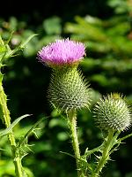 (C) 2008 by G. Doczkal, 
Distelblüte, 
Wasen bei Moosbronn, Baden-Württemberg, Germany