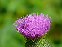  (C) 2008 by G. Doczkal, 
Distelblüte, 
Wasen bei Moosbronn, Baden-Württemberg, Germany