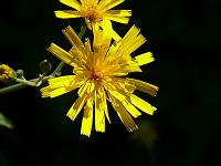  (C) 2008 by G. Doczkal, 
Blüten am Wegrand, 
Mauzenberg bei Bernbach, Baden-Württemberg, Germany