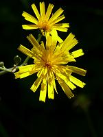  (C) 2008 by G. Doczkal, 
Blüten am Wegrand, 
Mauzenberg bei Bernbach, Baden-Württemberg, Germany