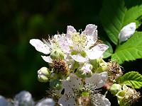  (C) 2008 by G. Doczkal, 
Brombeerblüten, 
Mauzenberg bei Bernbach, Baden-Württemberg, Germany