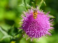  (C) 2008 by G. Doczkal, 
Distelblüte mit Schwebfliege, 
Tannschachberg bei Bernbach, Baden-Württemberg, Germany