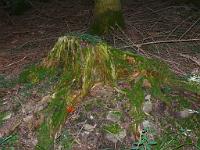  (C) 2008 by G. Doczkal, 
Alter Baumstumpf, 
Schwann bei Loffenau, Baden-Württemberg, Germany