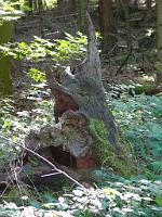  (C) 2008 by G. Doczkal, 
Alter Baumstumpf, 
Schwann bei Loffenau, Baden-Württemberg, Germany