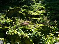  (C) 2008 by G. Doczkal, 
Felsen und Moos, 
Illert bei Loffenau, Baden-Württemberg, Germany