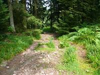  (C) 2008 by G. Doczkal, 
Abstieg zum Großen Loch, 
Grenzertkopf bei Loffenau, Baden-Württemberg, Germany