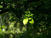  (C) 2008 by G. Doczkal, 
Blatt im Gegenlicht, 
Wiedenbachtal bei Bühlertal, Baden-Württemberg, Germany