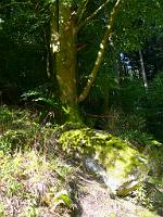  (C) 2008 by G. Doczkal, 
Felsen, 
Wiedenbachtal bei Bühlertal, Baden-Württemberg, Germany