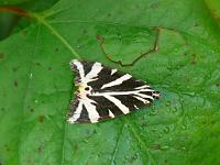  (C) 2008 by G. Doczkal, 
Schmetterling (Russischer Bär), 
Wiedenbachtal bei Bühlertal, Baden-Württemberg, Germany