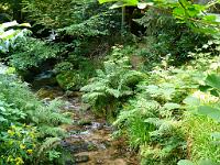  (C) 2008 by G. Doczkal, 
Der Wiedenbach, 
Wiedenbachtal bei Bühlertal, Baden-Württemberg, Germany