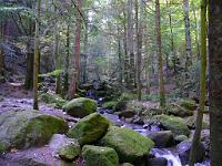 (C) 2008 by G. Doczkal, 
Das Gertelbachtal, 
Gertelbachtal bei Sand, Baden-Württemberg, Germany