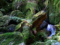 (C) 2008 by G. Doczkal, 
Natur-Skulptur, 
Gertelbachtal bei Sand, Baden-Württemberg, Germany