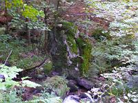  (C) 2008 by G. Doczkal, 
Felsen, 
Gertelbachtal bei Sand, Baden-Württemberg, Germany