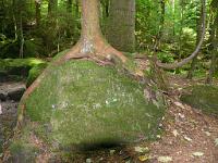  (C) 2008 by G. Doczkal, 
Holz und Stein, 
Gertelbachtal bei Sand, Baden-Württemberg, Germany