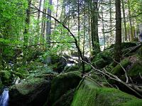  (C) 2008 by G. Doczkal, 
Das Gertelbachtal, 
Gertelbachtal bei Sand, Baden-Württemberg, Germany