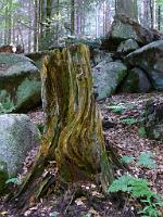 (C) 2008 by G. Doczkal, 
Baumstumpf, 
Gertelbachtal bei Sand, Baden-Württemberg, Germany