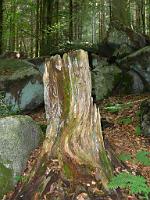  (C) 2008 by G. Doczkal, 
Baumstumpf, 
Gertelbachtal bei Sand, Baden-Württemberg, Germany