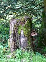  (C) 2008 by G. Doczkal, 
Baumstumpf, 
Mehliskopf bei Hundseck, Baden-Württemberg, Germany