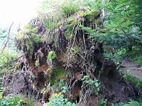 (C) 2008 by G. Doczkal, 
Entwurzelter Baum, 
Wildnispfad bei Bühler Höhe, Baden-Württemberg, Germany