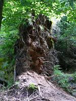  (C) 2008 by G. Doczkal, 
Entwurzelter Baum, 
Wildnispfad bei Bühler Höhe, Baden-Württemberg, Germany