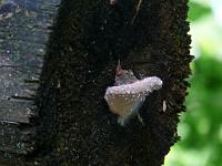  (C) 2008 by G. Doczkal, 
Baumpilz, 
Wildnispfad bei Bühler Höhe, Baden-Württemberg, Germany