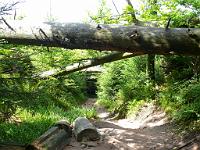  (C) 2008 by G. Doczkal, 
Über Stock und Stein, 
Wildnispfad bei Bühler Höhe, Baden-Württemberg, Germany