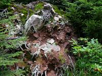  (C) 2008 by G. Doczkal, 
Entwurzelter Baum, 
Wildnispfad bei Bühler Höhe, Baden-Württemberg, Germany