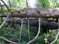 (C) 2008 by G. Doczkal, 
Entwurzelte Bäume, 
Wildnispfad bei Bühler Höhe, Baden-Württemberg, Germany