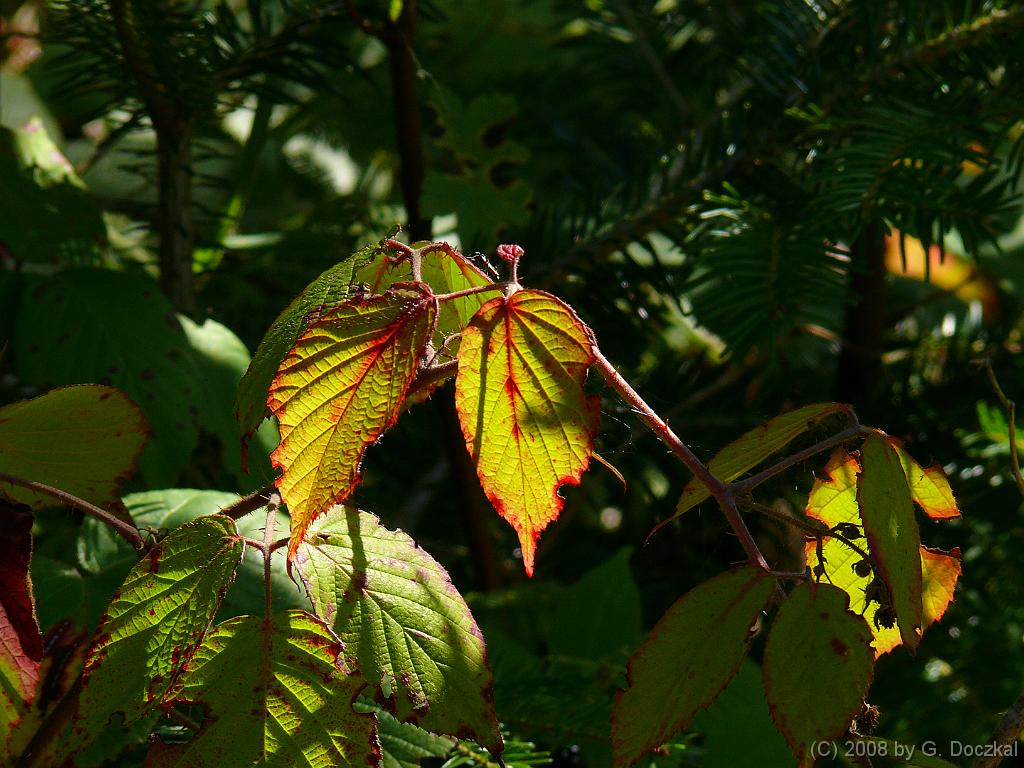 20080830-121727-43
