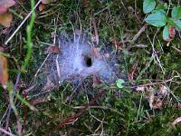  (C) 2008 by G. Doczkal, 
Netz einer Trichterspinne, 
Bernstein bei Sulzbach, Baden-Württemberg, Germany