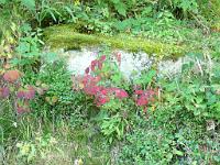  (C) 2008 by G. Doczkal, 
Brombeerblätter, 
Rennberg bei Bad Herrenalb, Baden-Württemberg, Germany
