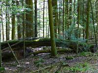  (C) 2008 by G. Doczkal, 
Baumleiche, 
Bottenberg bei Bad Herrenalb, Baden-Württemberg, Germany