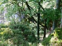  (C) 2008 by G. Doczkal, 
Felsen am Falkenstein, 
Falkenstein bei Bad Herrenalb, Baden-Württemberg, Germany