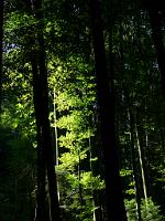  (C) 2008 by G. Doczkal, 
Licht und Schatten, 
Rennberg bei Bad Herrenalb, Baden-Württemberg, Germany