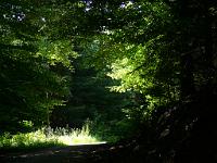  (C) 2008 by G. Doczkal, 
Licht und Schatten, 
Tannschachberg bei Bernbach, Baden-Württemberg, Germany