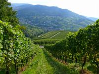  (C) 2008 by G. Doczkal, 
Blick in die Weinberge, 
Hohenbosch bei Altschweier, Baden-Württemberg, Germany