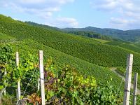  (C) 2008 by G. Doczkal, 
Blick in die Weinberge, 
Hohenbosch bei Altschweier, Baden-Württemberg, Germany
