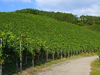  (C) 2008 by G. Doczkal, 
Blick in die Weinberge, 
Hohenbosch bei Altschweier, Baden-Württemberg, Germany