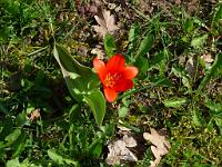 (C) 2009 by G. Doczkal, 
Tulpe, 
48.839195°N/8.380850°E, 1.22  Km von Freiolsheim, Baden-Württemberg, Germany